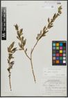 Foto von Salix alba L. x Salix fragilis L.